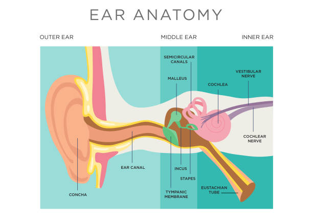 Kulak Estetiği Sonrası